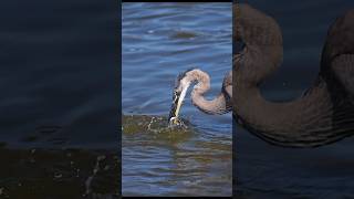 Heron snags and devours 2 fish 🐟 at once  shorts birds heron canonr5ii wildlife [upl. by Imekawulo589]