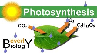 Photosynthesis in detail [upl. by Ettennat]