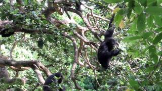 Chimps Calling in Trees [upl. by Louella]