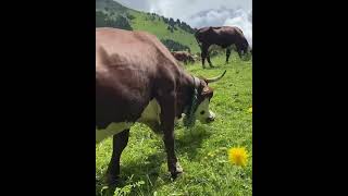 DES VACHES BIEN PAISIBLES DANS L’ALPAGE [upl. by Redwine]