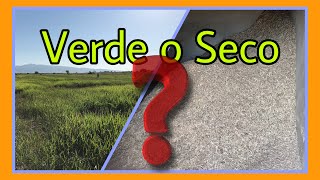 Forraje VERDE o SECO cual es mejor Concepto de MATERIA SECA [upl. by Brande]