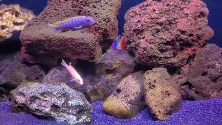 50 gallon cichlid tank [upl. by Roddie]