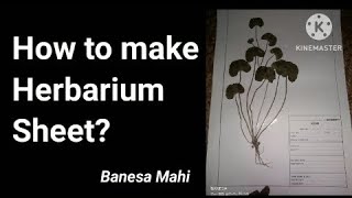 How to make herbarium sheet  for Botany students BK [upl. by Anitsihc]