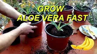 Grow Aloe Vera very fast using Banana peel fertilizer [upl. by Tavish287]