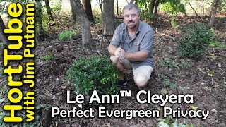 Look at Le Ann™ Cleyera  Perfect Evergreen Privacy Plant [upl. by Sidnal428]