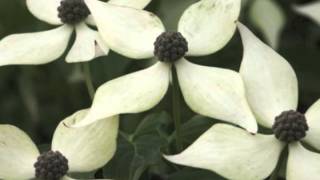 Cornus kousa Kousa Dogwood [upl. by Zebulon]