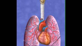 Lung Volume Reduction Surgery [upl. by Epps]