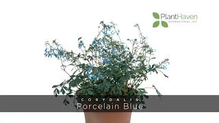 PlantHaven 360 Video  Corydalis HILLIER™ ‘Porcelain Blue’ [upl. by Retsae]