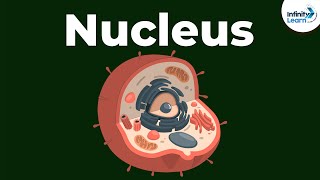 Nucleus  Cell  Infinity Learn [upl. by Gal]