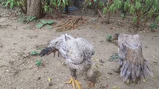 చిలుక ముక్కు tempar tail not for sel friends parrot noseyoutubevideo viral videocomment like [upl. by Linnell]