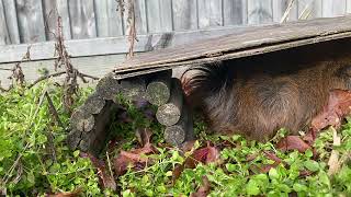 Guineapigs in the winter veggie patch [upl. by Arreis]