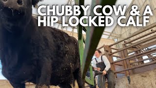 helping a hip locked calf  Calving Season 2024 Vlog  Day in the life of a 27 year old farmer [upl. by Aihtniroc]