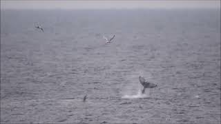 Whales at Bonavista NL [upl. by Nraa]