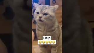 Cat smelling feet🤢😂 [upl. by Chrissie607]