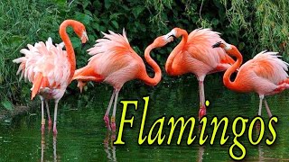 All About Flamingos Strange Flamingo Facts That You Never Knew About Animals Watch [upl. by Poree243]