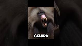 The GELADA BABOONS  Incredible UPPER TEETH 😥 [upl. by Marylin192]