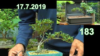 Azalee Bonsai Erstgestaltung Stecklinge zur Vermehrung und Umpflanzen des Azaleen Bonsai [upl. by Acinaj]