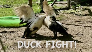 Duck Fight [upl. by Codding]