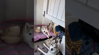 Pawsitively Hilarious Funny Dogs Compilation 🐶  Short Funny Dog Videos [upl. by Aihtyc]