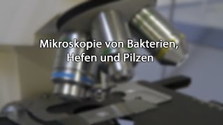 Mikroskopie von Bakterien Hefen und Pilzen [upl. by Cirri433]