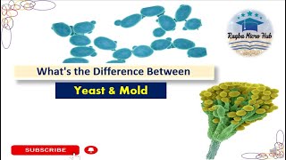 Yeast vs Mold yeast mold difference microbiology raqbamicrohub [upl. by Sapienza]