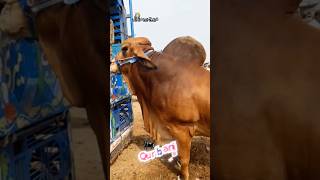 Massive Brahman Bull  2024 Qurbani Gorur Haat  shorts pets animals cow goru [upl. by Kcarb]