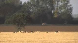 Waveney Harriers hunt hare  September 15th 2012 [upl. by Wolsniw286]