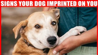 15 Signs Your Dog Considers You Its Mother [upl. by Naarah]