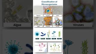 Classification of Microorganisms [upl. by Dera]