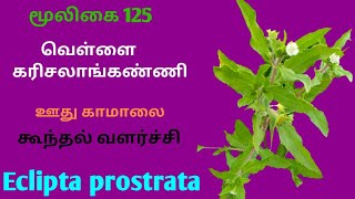 வெள்ளை கரிசலாங்கண்ணி மூலிகைவெள்ளை கரிசாலைEclipta prostrataWhite karisalankanniAlasal [upl. by Mercy]