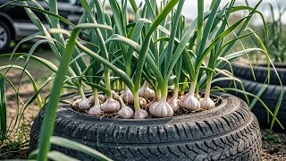 TIMELAPSE Useful Tips amp Tricks Propagating Growing Garlic on Balconies for Beginners [upl. by Us963]