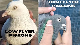 What are the differences between Low Flyers and High Flyers [upl. by Nodgnal]