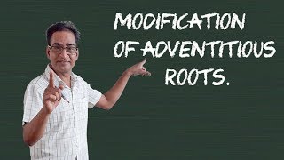 Modification of Adventitious Roots [upl. by Eiramacissej924]