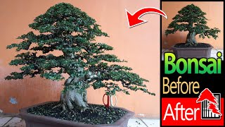 Bonsai Tree Restoration of Carmona Microphylla  Before amp After Bonsai Tree [upl. by Ludmilla]