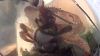 Chancre Crab Eats Gooseneck Barnacle [upl. by Ginger618]