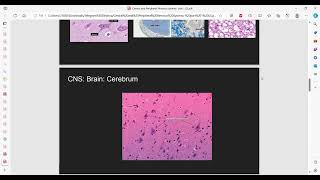 CNS and PNS DrNada Histology [upl. by Frodeen]