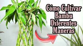 2 Formas de cultivar bambu en agua [upl. by Hecklau493]