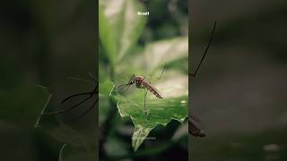 Macro Photography With Phone💡🔥  Easy Macro Photography with Phone youtubeshorts shorts [upl. by Rajewski]