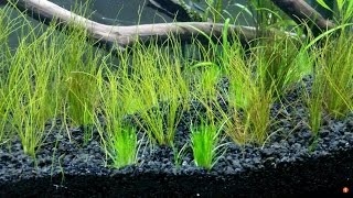 Dwarf Hairgrass Eleocharis acicularis [upl. by Assir]