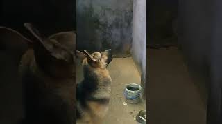 This outdoor sound makes dogs go crazy germanshepherd doglover dogshorts [upl. by Missak]