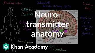 Neurotransmitter anatomy  Organ Systems  MCAT  Khan Academy [upl. by Dorthy304]