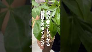 【観葉植物】植え替え時期が分かる3つのタイミング植物のある暮らし 植物大好き 植物 観葉植物 [upl. by Wisnicki]