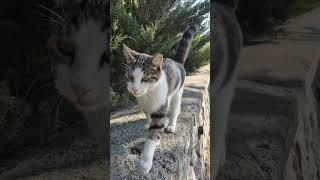 The homeless cat comes meowing when it sees me bringing food [upl. by Aicenek842]