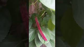 Acalypha hispida viralvideonature youtubeshortsplantslove [upl. by Gualtiero]