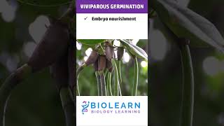 VIVIPAROUS GERMINATION  TYPES OF GERMINATION  BioLearn [upl. by Akemahs]