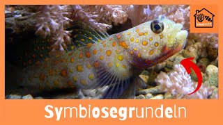 Wie halte ich Symbiosegrundeln und Knallkrebse im Meerwasseraquarium [upl. by Bolen683]