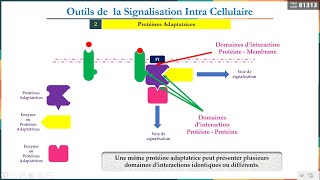 Leçon 9  Outils de la signalisation Intracellulaire 2  Protéines Adaptatrices [upl. by Ycrem216]