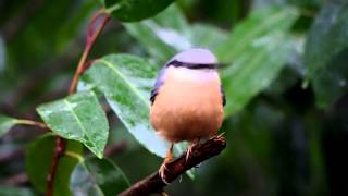 Nuthatch  Testing Mega OIS on Panasonic Lumix 45200 Lens [upl. by Asserak770]