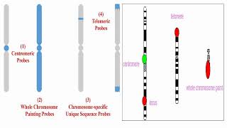 Whole Chromosome Probes Centromere Probes and Telomere Probes [upl. by Catto]