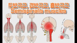 두반극근경반극근흉반극근Semispinalis muscles 완전 정복 [upl. by Tom722]